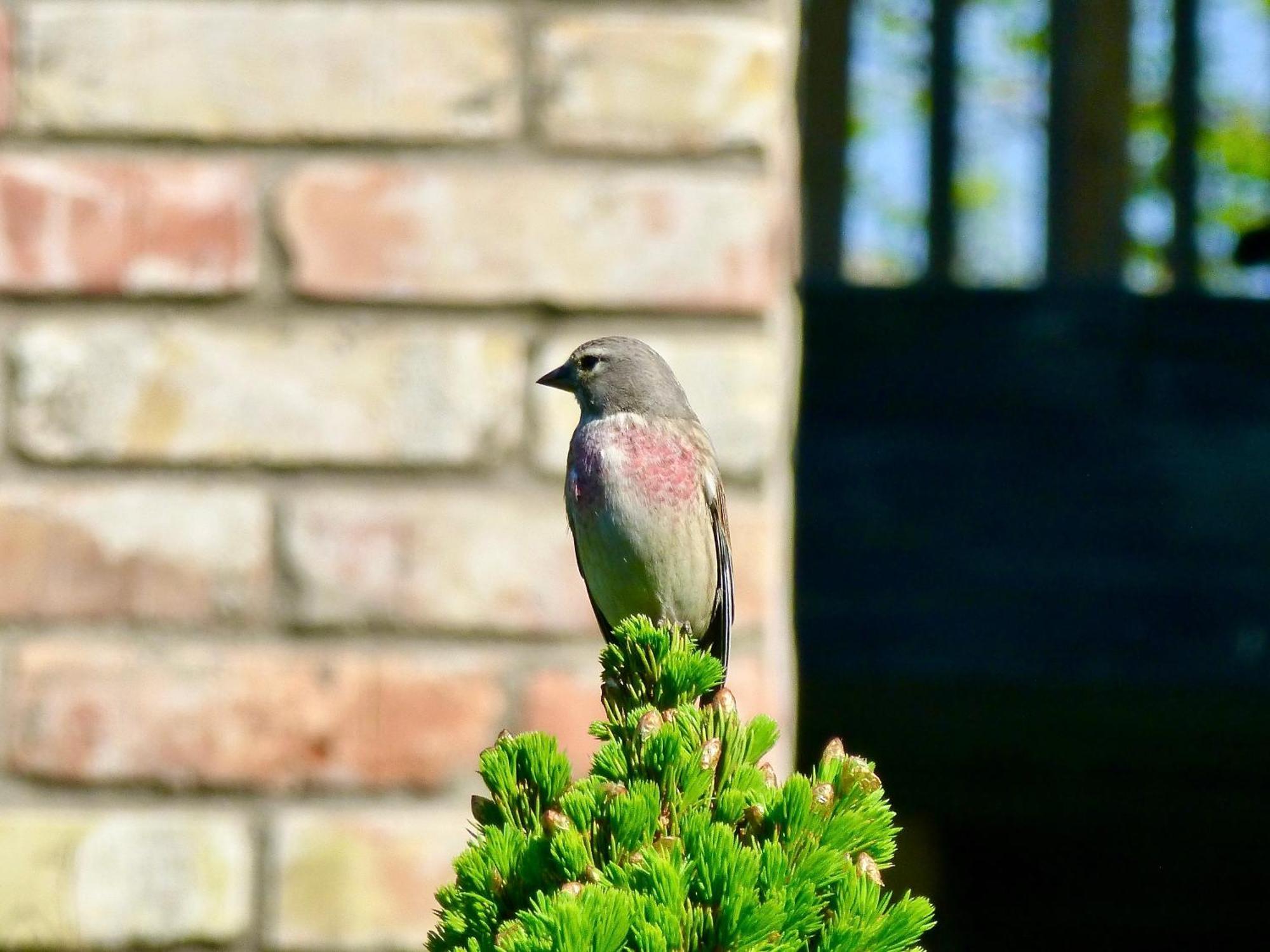 Griki Villa Kalniski Dış mekan fotoğraf